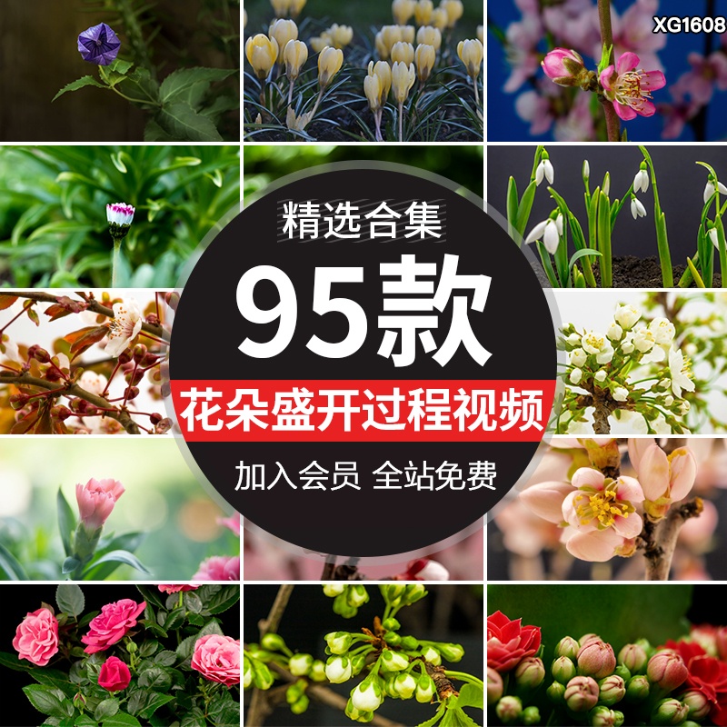 春天鲜花盛开生长过程延时发芽开花植物春暖花开绽放实拍视频素材
