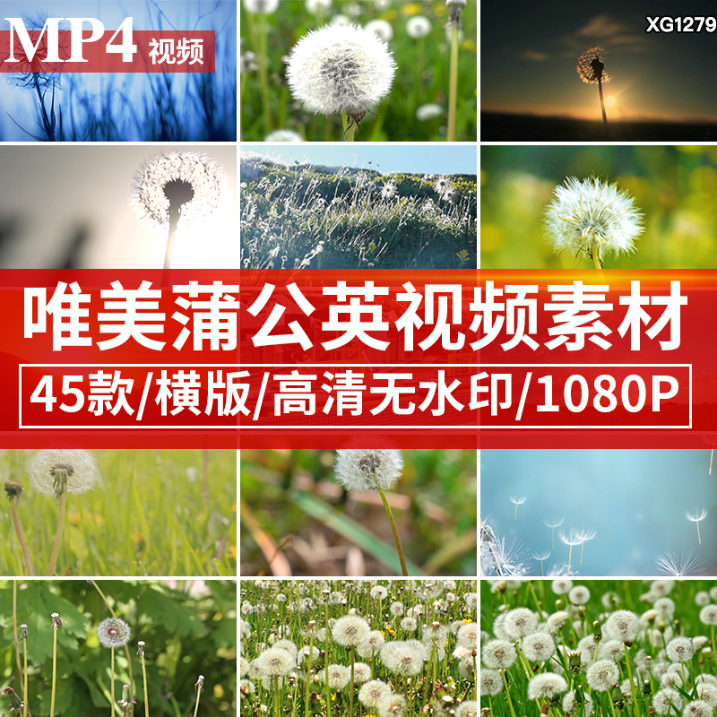 唯美蒲公英随风飞舞绽放特写镜头自然植物LED大屏幕背景视频素材