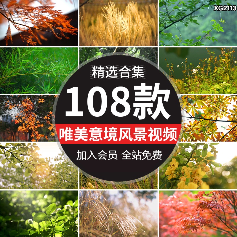唯美意境写意芦苇自然风景空镜树叶阳光春天夏日清新高清视频素材