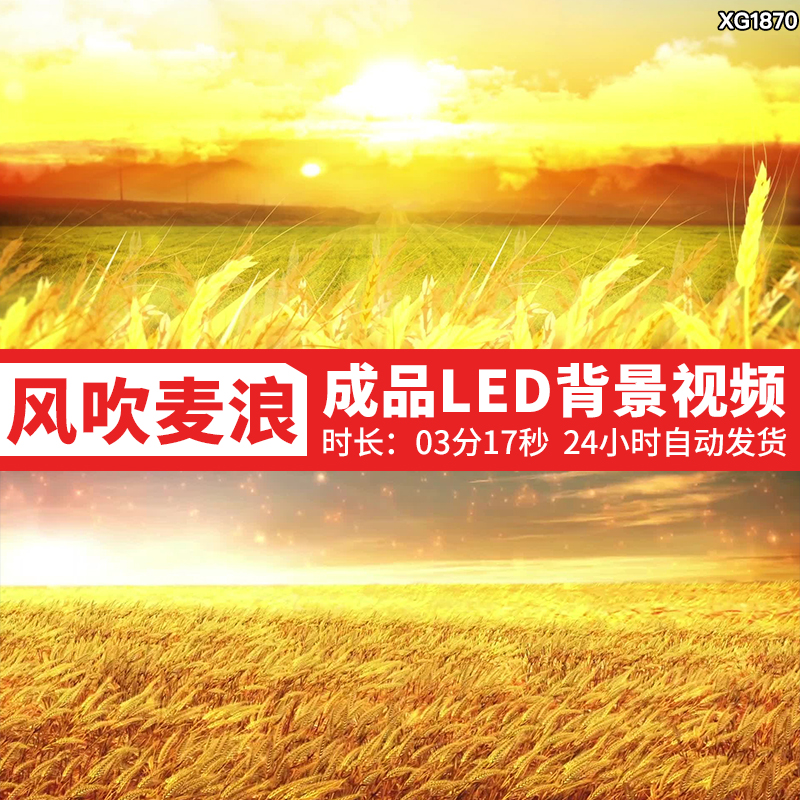 风吹麦浪歌曲背景金色小麦穗麦田丰收季节大屏幕LED舞台视频素材