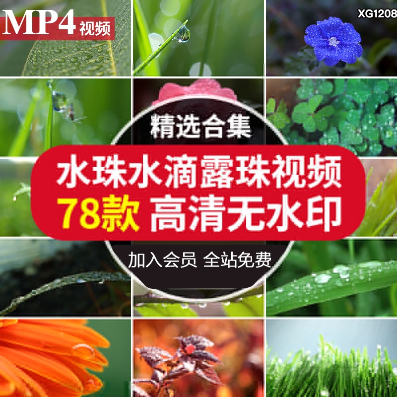 晨露树叶子水珠水滴空镜头大自然植物绿叶雨滴下雨慢镜头视频素材