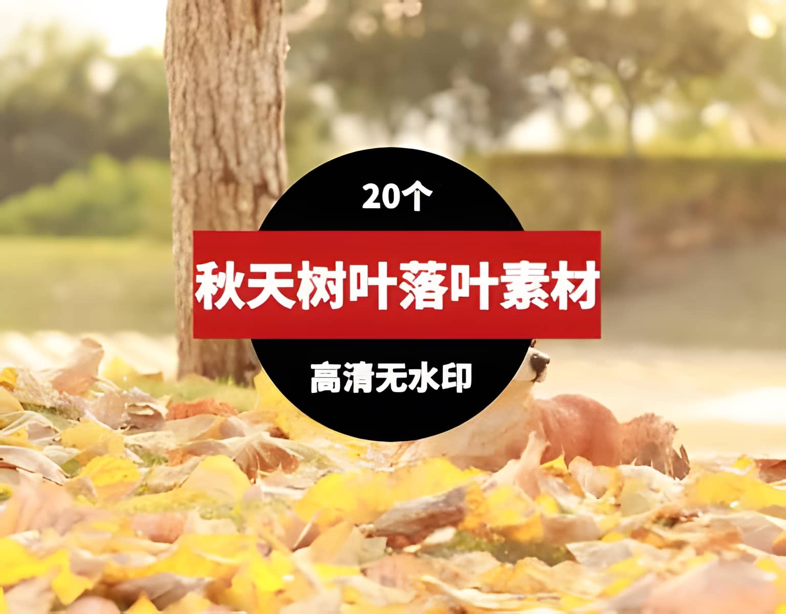 秋天树木落叶高清短视频素材
