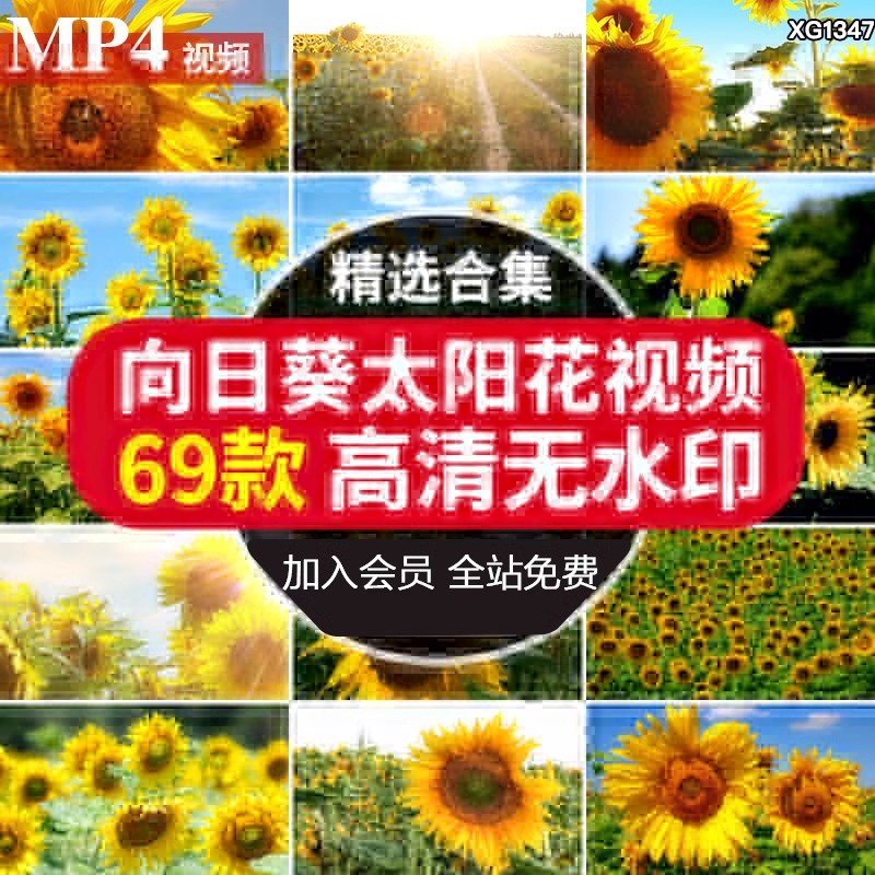 特写向日葵园太阳花向阳花清新实拍风景太阳光下照射摆动视频素材