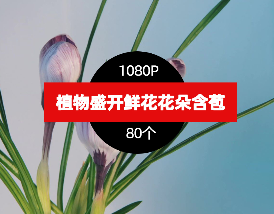 植物盛开鲜花花朵含苞待放视频素材