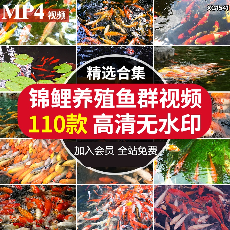 红鲤鱼锦鲤鱼观赏鱼群公园池塘养殖水池金鱼喂鱼剪辑实拍视频素材
