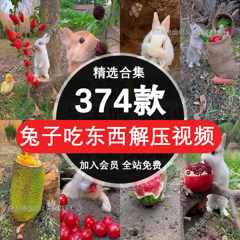 兔子吃水果蔬菜啃胡萝卜咀嚼趣味搞笑解压片头短视频开头高清素材【225期】