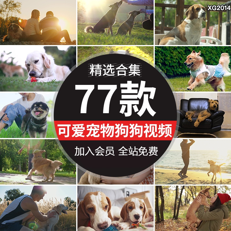 可爱萌宠狗狗玩耍陪伴遛狗奔跑小狗宠物动物实拍剪辑高清视频素材