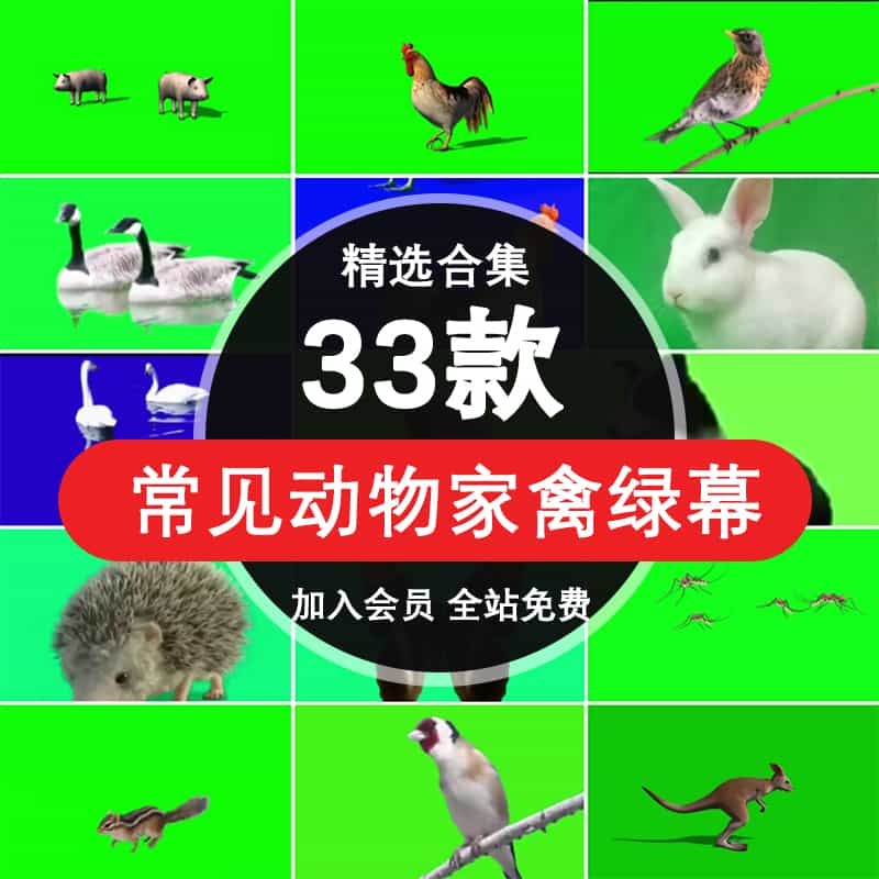 常见动物公鸡小鸡鹅马老鹰青蛙绿幕抠像视频素材