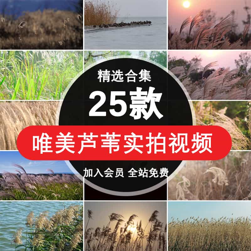 唯美秋季秋色河边草丛芦苇花草摇晃风景特写镜头短视频剪辑素材【002期】