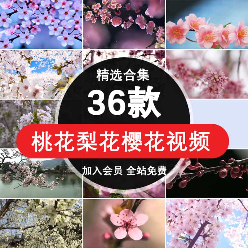 唯美花朵浪漫树枝上白色粉色桃花梨花樱花花开特写短视频剪辑素材【008期】