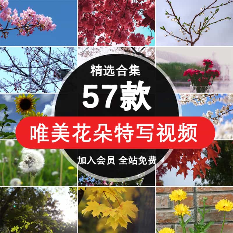 唯美丽花朵短视频素材室外鲜花卉春暖花开风景特写高清无水印剪辑【001期】