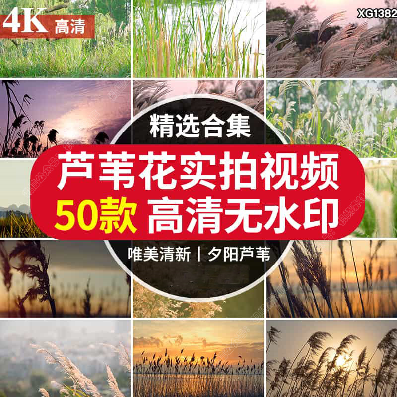 4K夕阳黄昏芦苇花唯美小清新秋天秋色芦苇荡摇摆自然风景视频素材