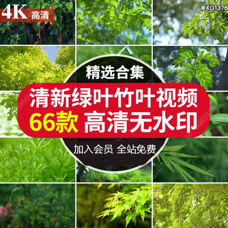 4K小清新绿色树叶子竹叶春天自然美景唯美意境特写空境短视频素材