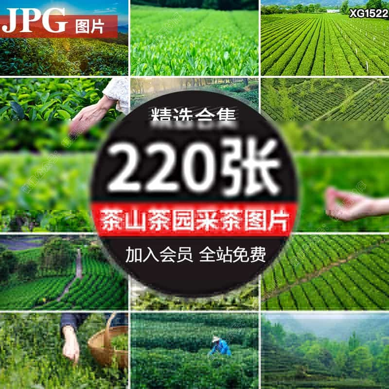 茶山高山上茶树茶梯田茶叶采茶茶园茶农抖音高清图片背景设计素材