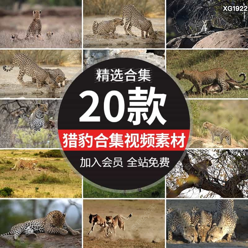 荒野中猎豹豹子花豹非洲豹金钱豹狩猎奔跑动物实拍短视频素材