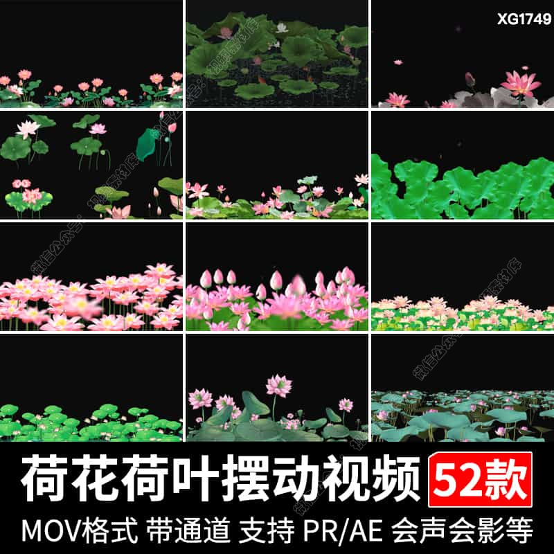 荷花动画元素荷叶水墨荷花摆动莲花带透明通道mov动态ae视频素材