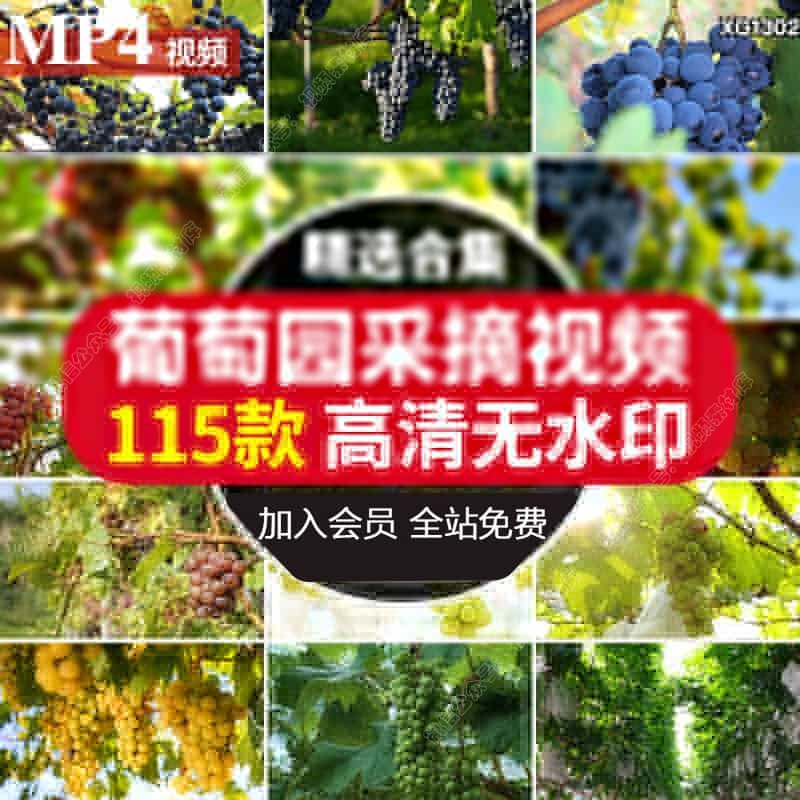 葡萄特写葡萄园采摘水果丰收种植收获成熟透的青红葡萄短视频素材