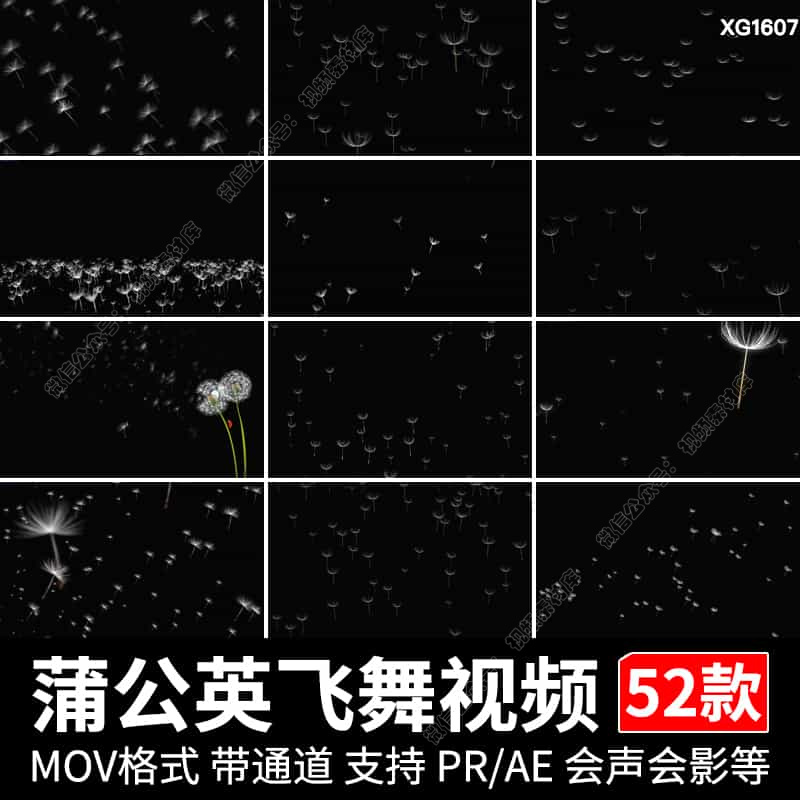 蒲公英特效飘落飞舞唯美ae后期合成制作pr带透明通道动态视频素材