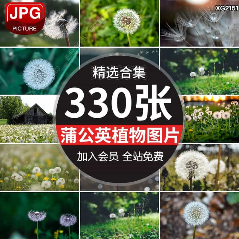 蒲公英风中吹过散落飞扬花絮婆婆丁植物特写唯美自然风景图片素材