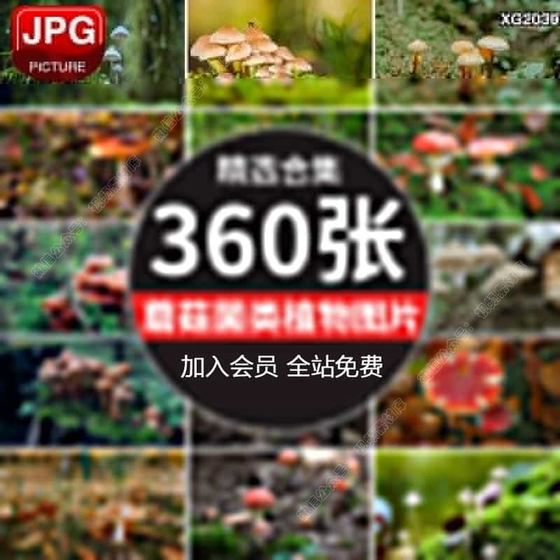蘑菇菌类植物野外蘑菇菌种香菇食用菌特写摄影图片照设计素材