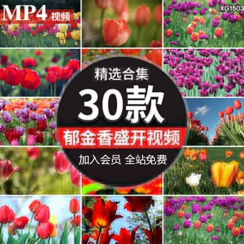 郁金香花朵特写开花盛开春天鲜艳鲜花春暖花开彩色花田短视频素材