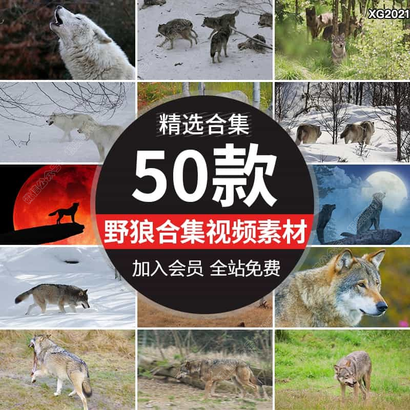 野狼捕食灰狼白狼北极狼群雪地草原狼犬动物实拍剪辑高清视频素材