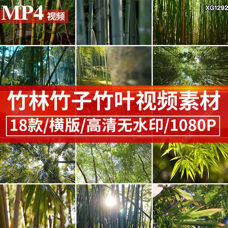 阳光照射竹林竹子竹叶竹枝青翠绿色竹叶清新竹光自然剪辑视频素材