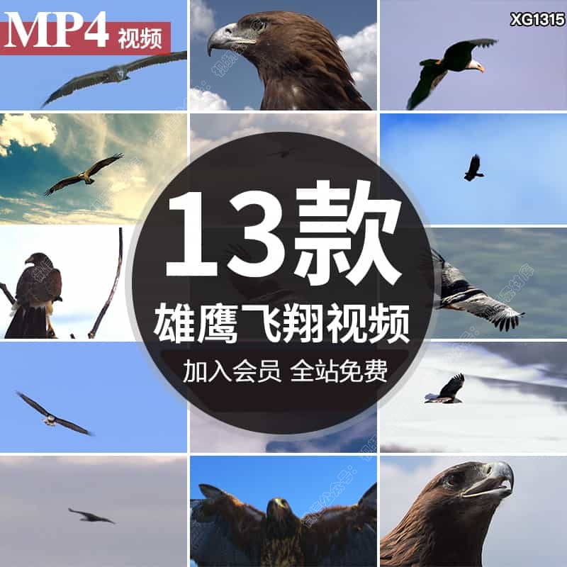 雄鹰飞翔鹰眼翱翔大鹏展翅长空飞行老鹰高飞过雪山励志短视频素材