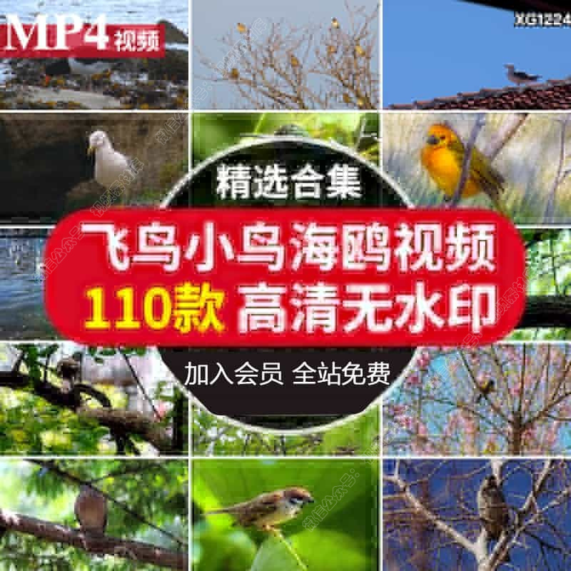 飞鸟岸边的海鸥飞翔树枝上的小鸟动物麻雀鸟空镜头剪辑短视频素材
