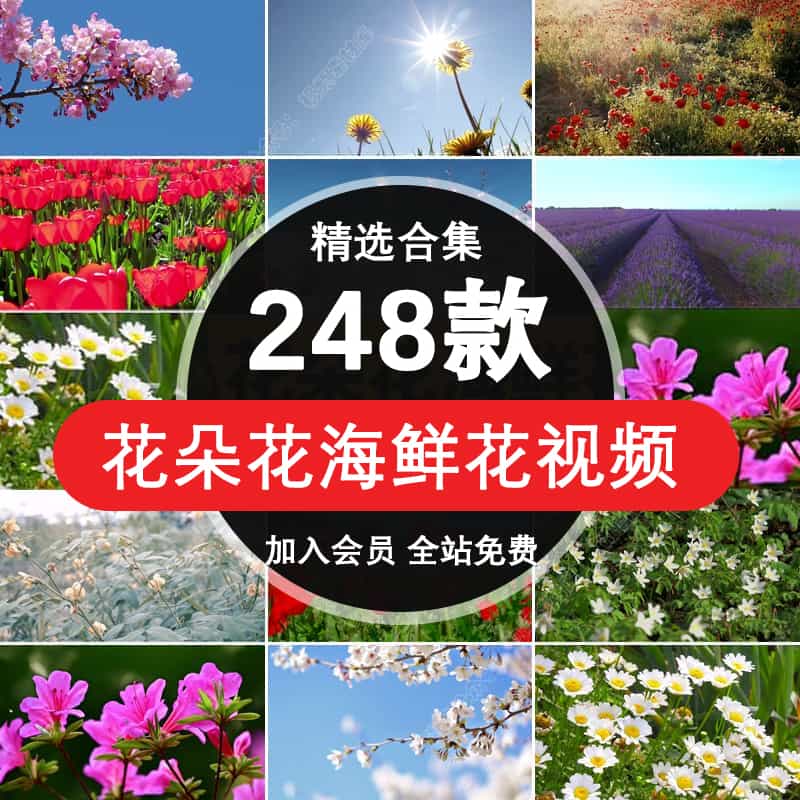 高清花朵花海鲜花花草植物绿植花卉唯美自然治愈系风景4K视频素材【257期】
