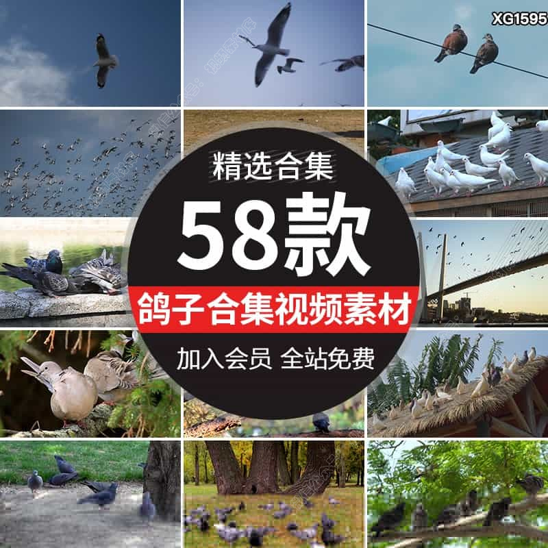 鸽子飞翔白鸽放飞梦想和平鸽信鸽喂养殖观赏鸽子剪辑实拍视频素材