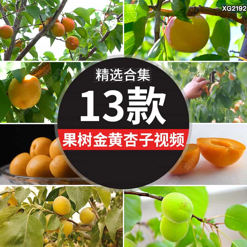 黄杏果树杏树种植农业金黄杏子采摘丰收果园实拍剪辑高清视频素材