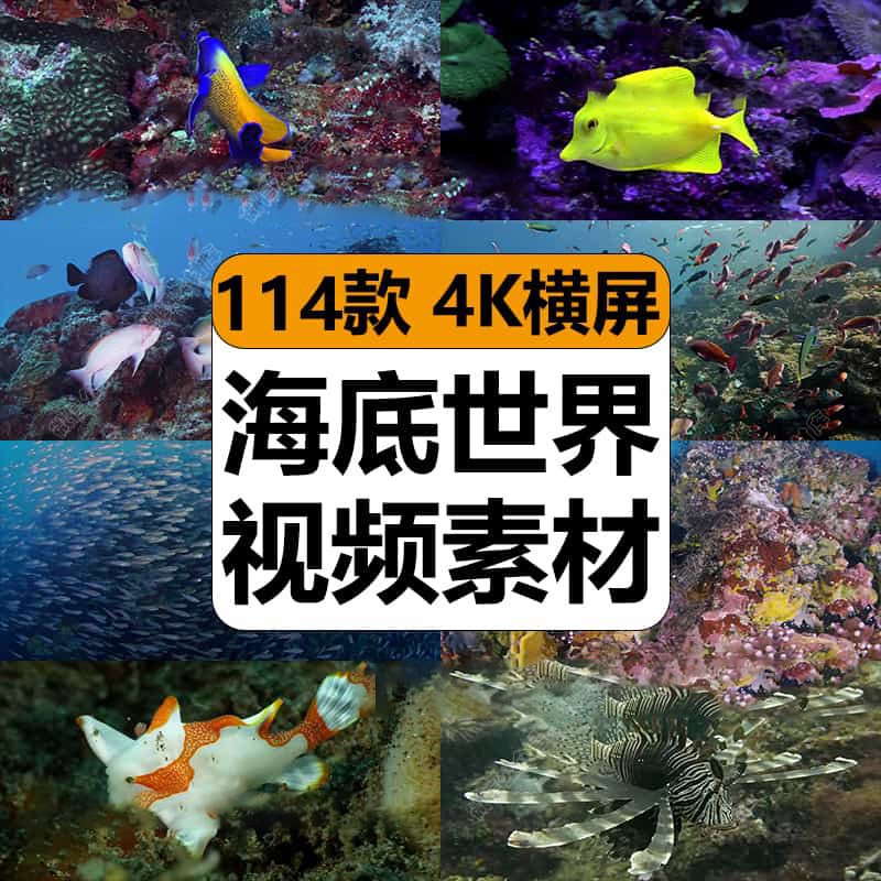 4K海洋世界纪录片海底实拍生物鱼群动物珊瑚高清背景视频素材