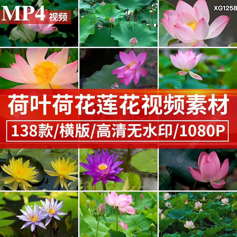 唯美荷花莲花荷叶池塘夏天夏日清新绿色植物睡莲抖音剪辑视频素材