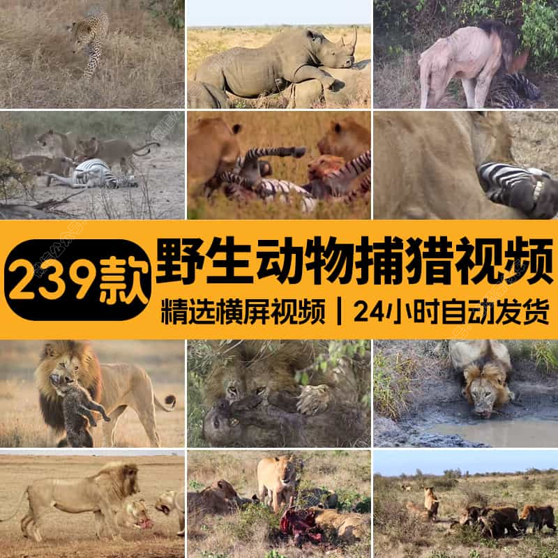 国外国动物觅食捕猎场面纪实片纪录片中视频解说高清剪辑素材