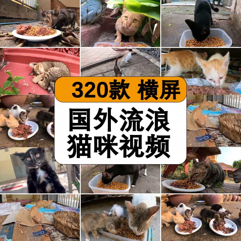 国外实拍流浪猫咪觅食投喂猫粮纪实纪录拍摄中视频解说高清素材