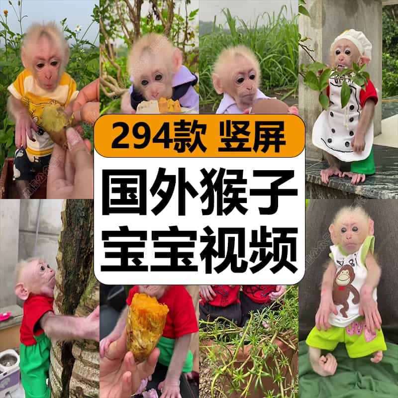 国外小猴子宝宝日常生活卖萌搞笑宠物高清短视频抖音剪辑竖屏素材