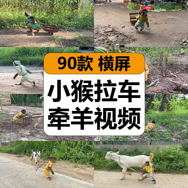 国外小猴子拉小车逛集市牵羊放羊新奇特猎奇热门无人直播视频素材