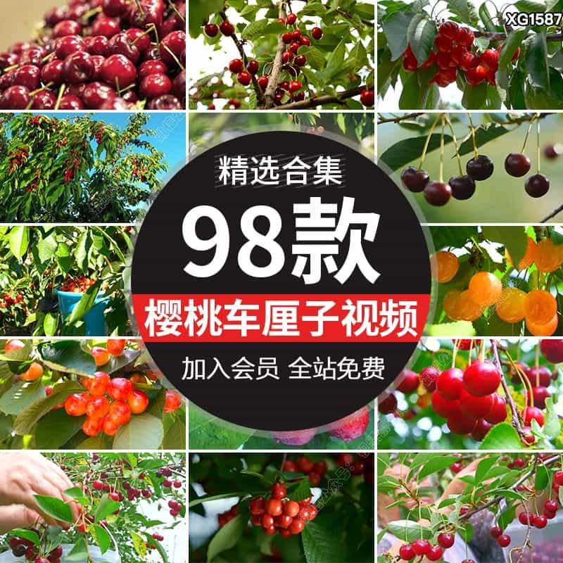 大樱桃果园水果红色樱桃树枝头果实特写成熟采摘车厘子短视频素材