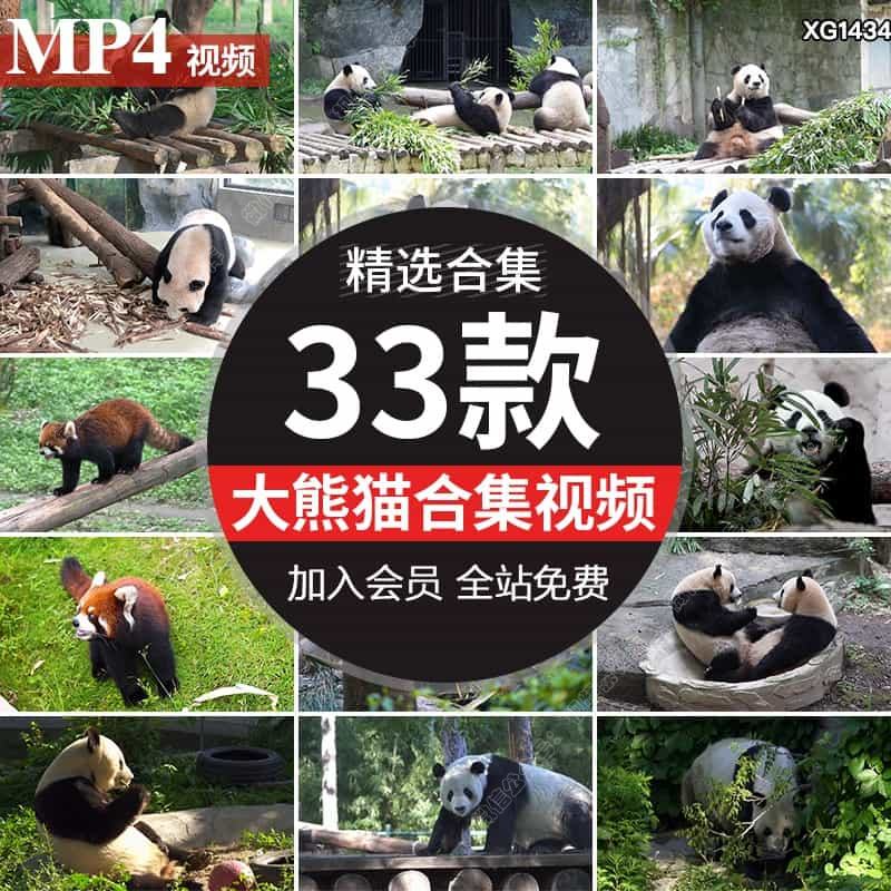 大熊猫吃竹叶竹子睡觉爬树玩耍悠闲国宝小浣熊保护动物园视频素材