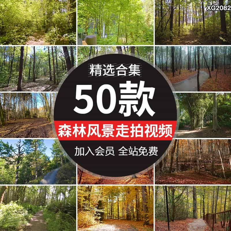 大自然原始森林漫步走拍走路行走视角风景树林树木山林长视频素材