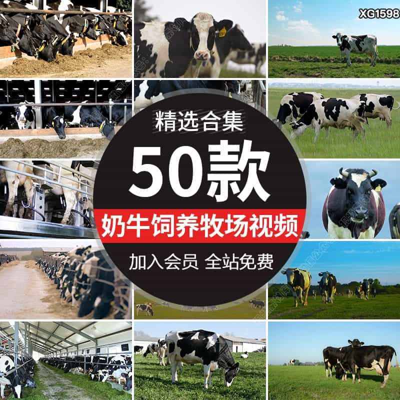 奶牛群草原饲养吃草养牛场牧场饲料挤奶牧业养殖农场实拍视频素材