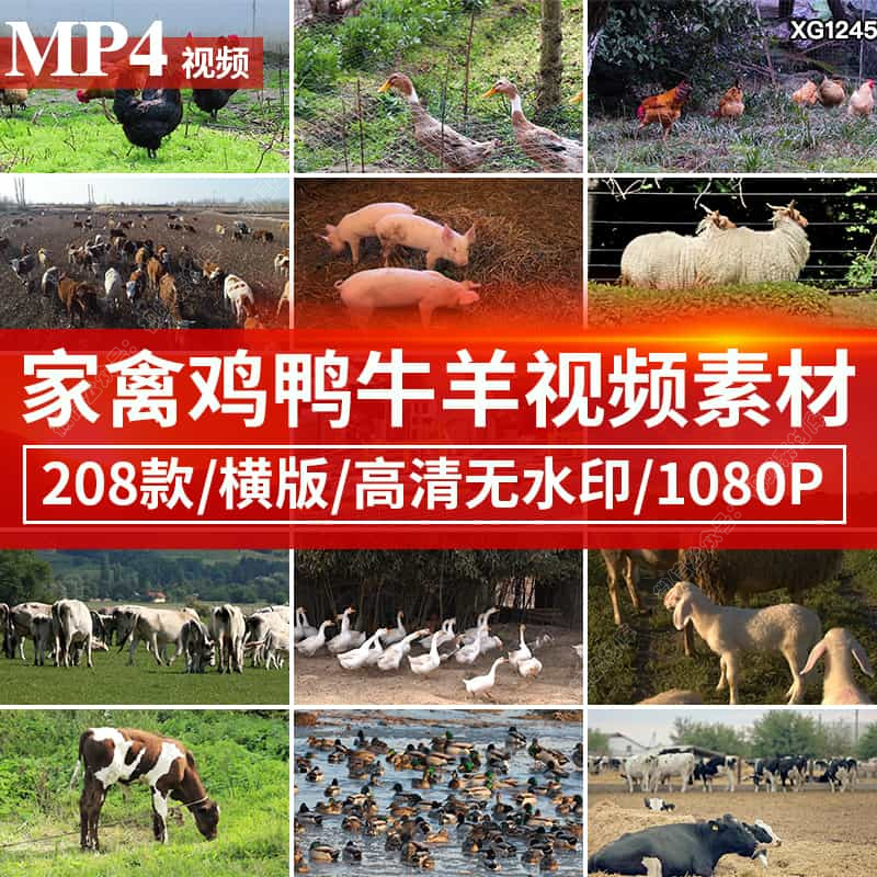 家畜家禽类养殖耕牛奶牛羊公鸡母鸡鸭鹅猪牛群猪圈养猪场视频素材