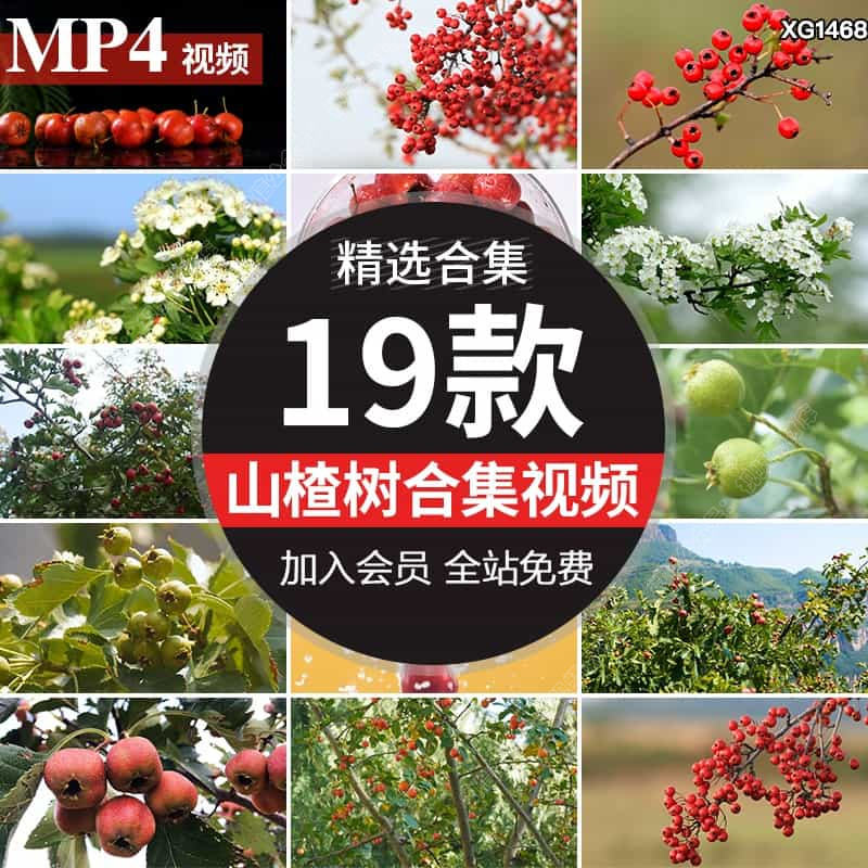 山楂树果实成熟山楂开花果园野果山里红天然酱果高清实拍视频素材