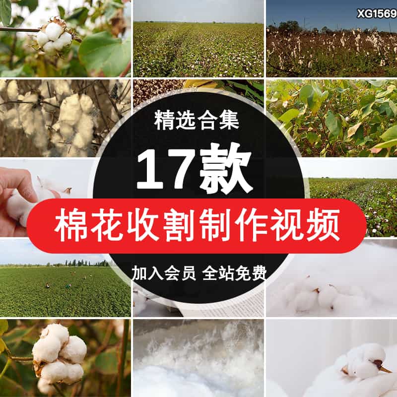 新疆优质长绒棉花农作物收割棉花地棉絮制品特写实拍高清视频素材