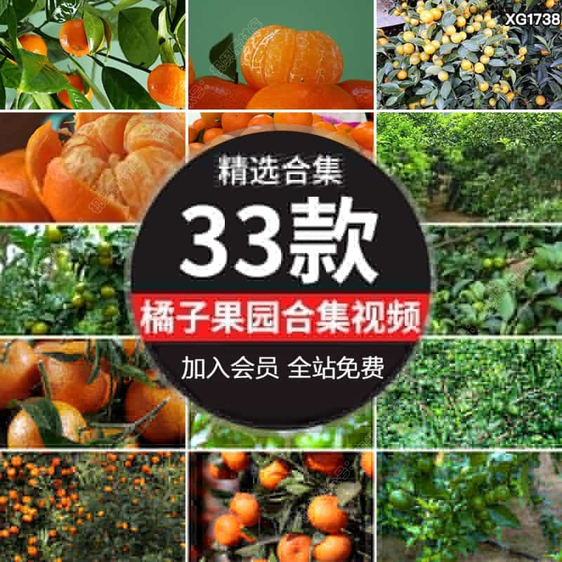 新鲜橘子砂糖橘水果金橘果树果园枝头结满果实蜜桔子实拍视频素材