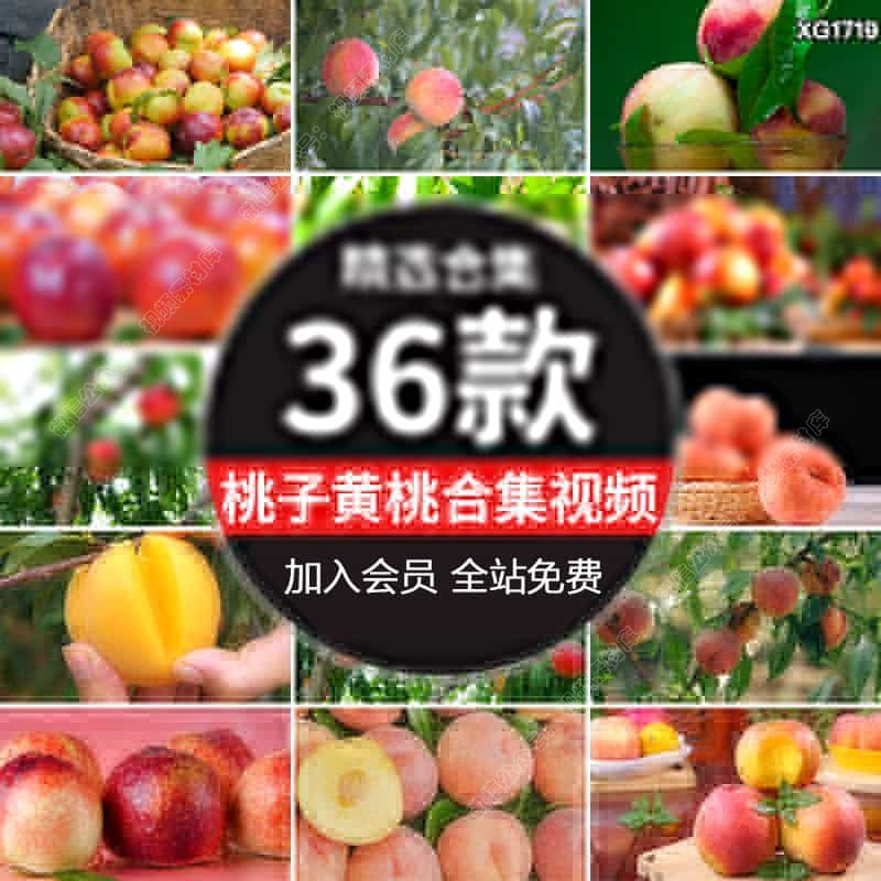 新鲜水蜜桃果园桃树枝摘桃子采摘水果黄桃毛桃油桃园实拍视频素材