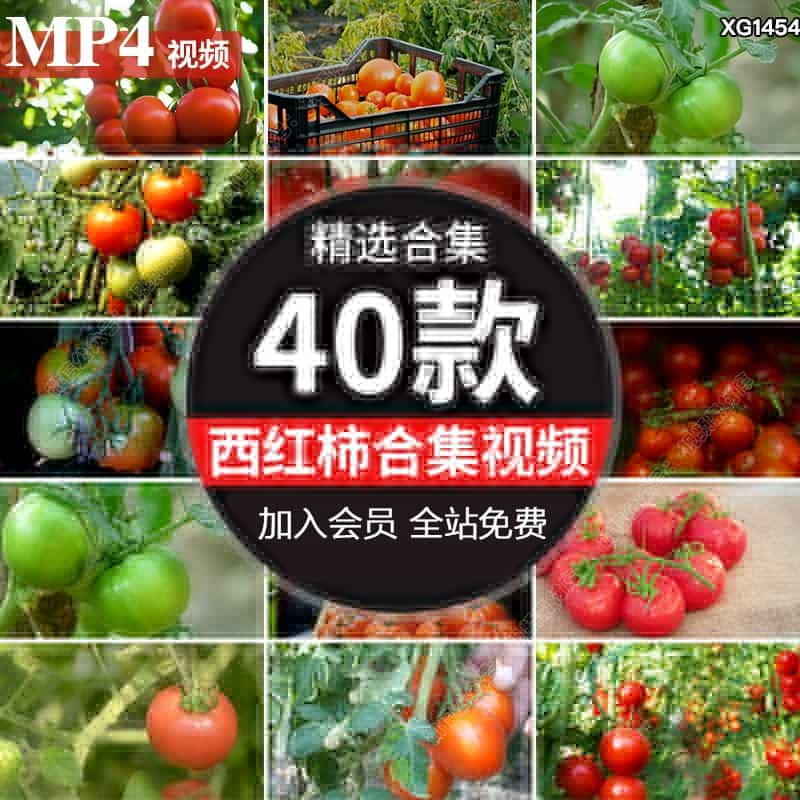 新鲜西红柿特写成熟青番茄蔬菜大棚种植农业采摘果实丰收视频素材