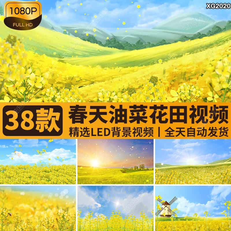 春天唯美油菜花飘落花田地春分花海花瓣花朵舞台LED背景视频素材