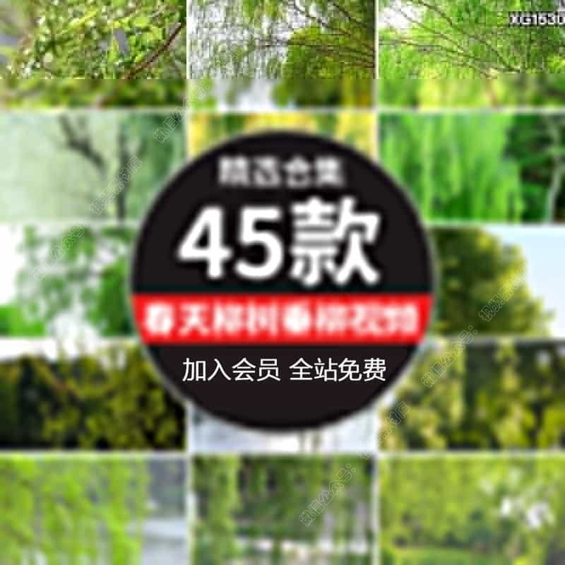 春天柳树柳叶柳芽春分春季初春立春春意清新夏天垂柳杨柳视频素材